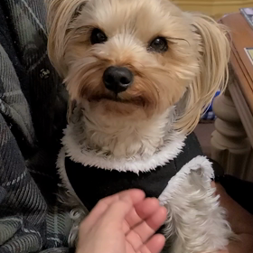 MERRY CHRISTMAS！の画像