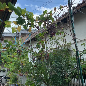 台風の影響で、の画像