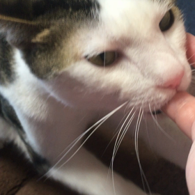 帰宅直後の五右衛門の画像