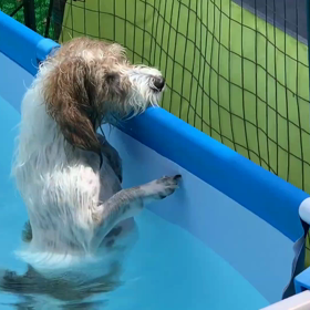 老犬のお手伝いですか？えっ！の画像