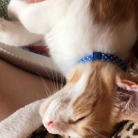 レオくんトライアル決定の画像