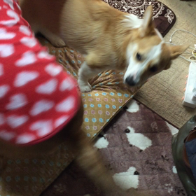 お友達が遊びに来ましたの画像