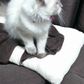 ふみふみ～♡の画像