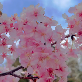 桜のシャワーの画像
