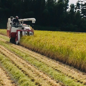 稲刈りの動画！の画像