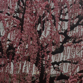 あなたに届きますように〜雨粒に濡れる枝垂れ梅の画像