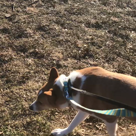 ♪お散歩動画♪代々木公園♪②の画像