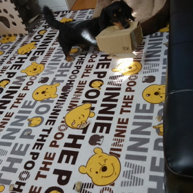 ❣今日のしおんฅ^•ﻌ•^ฅ❣の画像