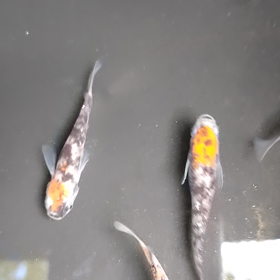 越冬失敗法２…の画像