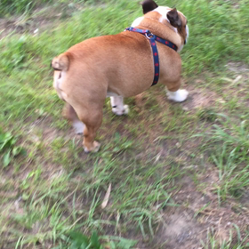 夕刻散歩の画像