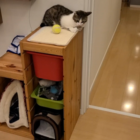 めちゃくちゃ可愛い♪の画像