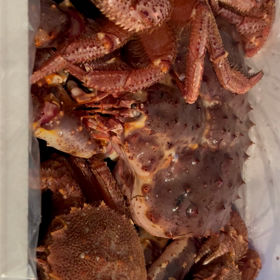 生きがよすぎる！！！の画像