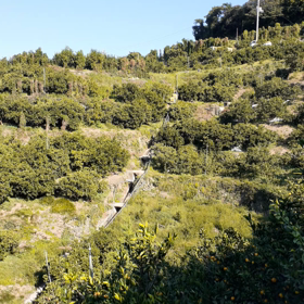 ミカン採りの画像