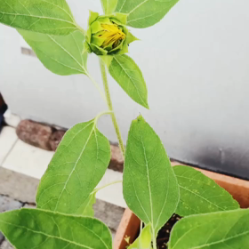 お店の花壇の画像