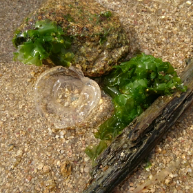 はじめてかも。の画像