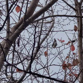 朝からにぎやかの画像