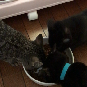 元気いっぱい！の画像