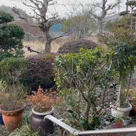 風とともに雪がの画像