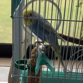 ぴぃさんそこでもか(^◇^;)出たい？の画像