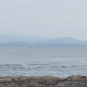 青物(ネリゴ)なぶら　番外編の画像