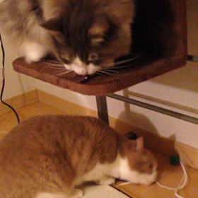 リラックスタイムの画像