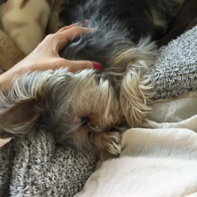 モコモコぺっちゃん。の画像