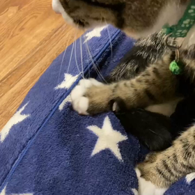 ケケが可愛すぎるの画像