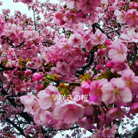早咲きの桜の画像