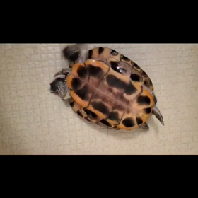 我が家の亀の画像