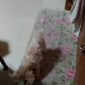 元気元気♪　な　きびちゃんの画像