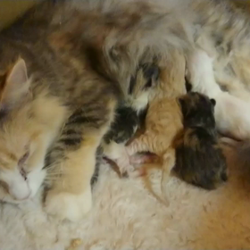 出産してましたの画像