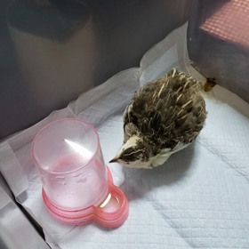 あさりん軽い❗の画像