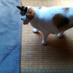 マーヤとティンのそわそわそわの画像