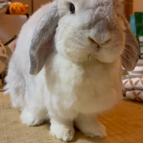 もぐもぐもぐもぐ〜の画像