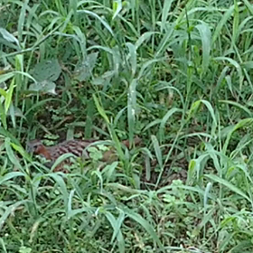 【近況】チョットコイ。の画像