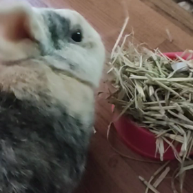 広報のための食事の画像