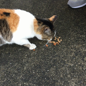 近所の野良猫さんにおやつをあげたら？の画像