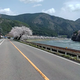 仕事中の花見♪の画像