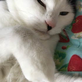 今朝のお目覚め前の画像