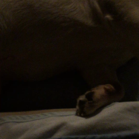 ど・どうした〜の画像