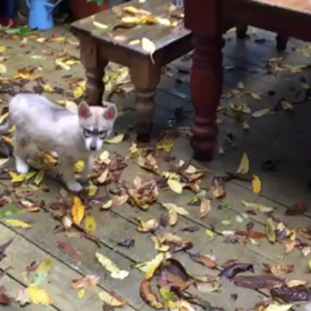 やって着た  やって着たの画像