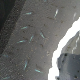 サファイアの画像