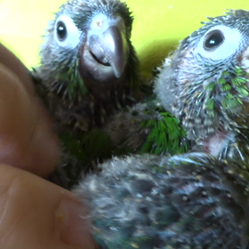 ウロコちゃんの元気な姿です！の画像