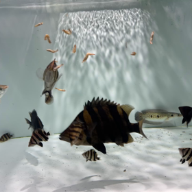 在庫魚の給餌動画の画像