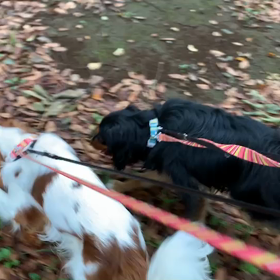 9月16日13わんこと1時間遠足  代々木公園の画像