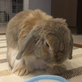 ティモテ〜♪の画像