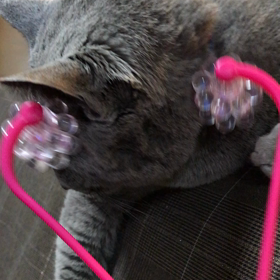 気持ちいいにゃ〜( ´∀｀)の画像