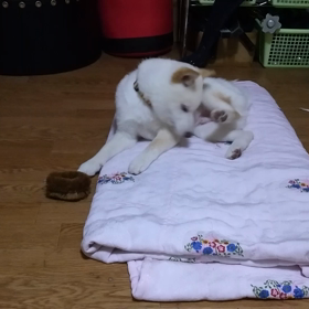 ちょいと前のときくん なんでも興味深々(๑>•̀๑)ﾃﾍﾍﾟﾛの画像