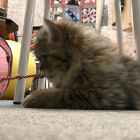 猫とひもの画像