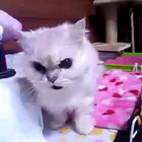 可愛いラブ姉さんの画像